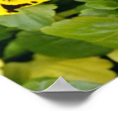 Poster Pansies jaunes fleurs (Coin)