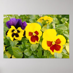 Poster Pansies jaunes fleurs