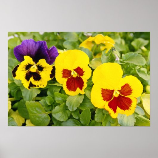 Poster Pansies jaunes fleurs (Devant)