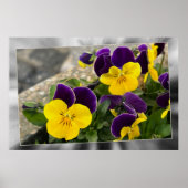 Poster Pansies jaunes violets (Devant)