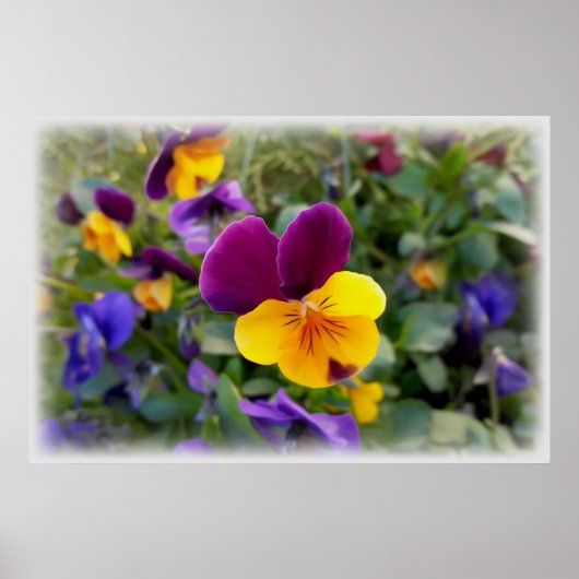 Poster Pansies lumineuses (Devant)