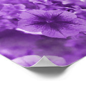 Poster Pansies pourpres... (Coin)