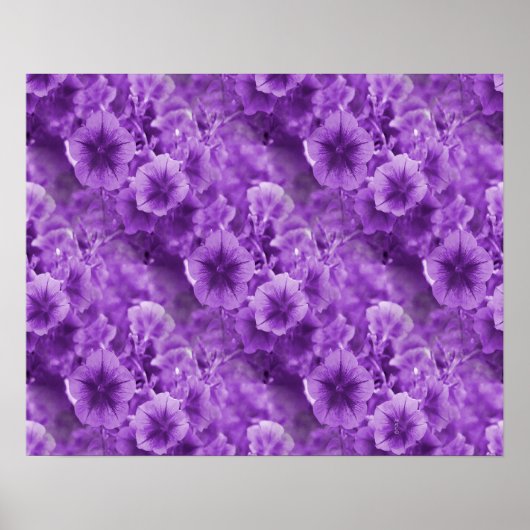 Poster Pansies pourpres... (Devant)