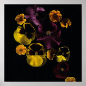 Poster Pansies & Primroses (Devant)