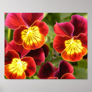 Poster Pansies rouge et jaune