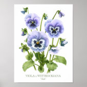 Poster Pansies violettes Imprimer (Devant)
