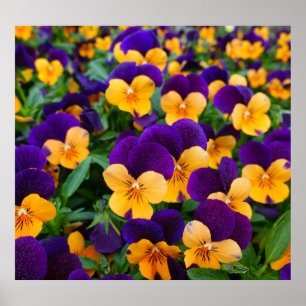 Poster Pansy Bloom : Garden Beauty Gros plan.