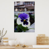 Poster Pansy sur le trottoir (Cuisine)