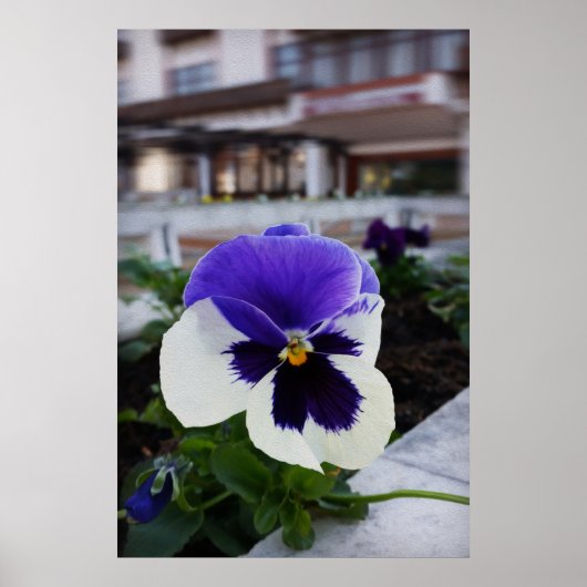 Poster Pansy sur le trottoir (Devant)