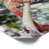 Poster Panther chameleon (Coin)