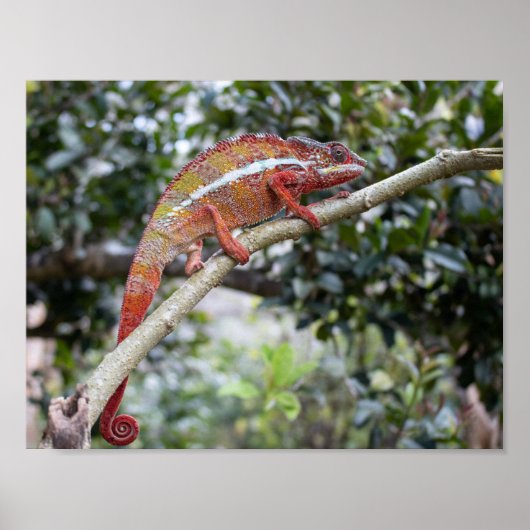Poster Panther chameleon (Devant)