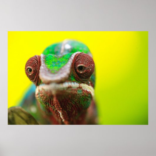 Poster Panther Chameleon, Madagascar (Devant)