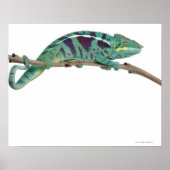 Poster Panther Chameleon Nosy Be (Furcifer pardalis) (Devant)
