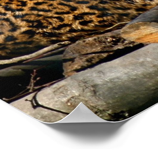 Poster Panthera Jaguar (Coin)