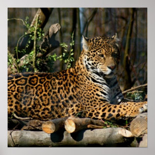 Poster Panthera Jaguar