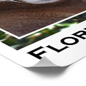 Poster Panthère de Floride (Coin)