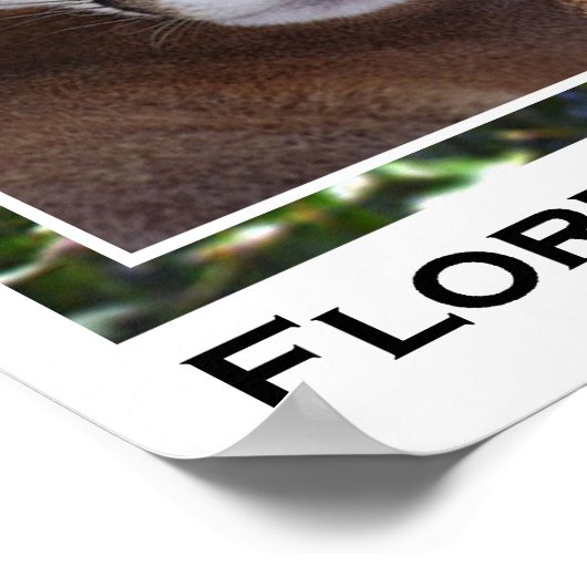 Poster Panthère de Floride (Coin)