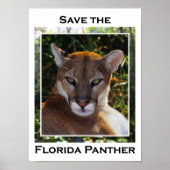 Poster Panthère de Floride (Devant)
