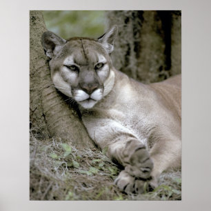 Poster Panthère de Floride, Felis concolor coryi,