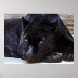 Poster Panthère noire