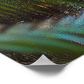 Poster Panthère noire (Coin)