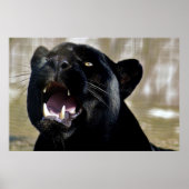 Poster Panthère noire (Devant)