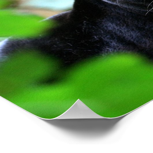 Poster Panthère noire (Coin)