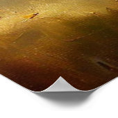 Poster Panthère noire (2) Chat sauvage (Coin)