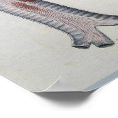 Poster Paolo Mascagni Illustration de Viscères Humaines (Coin)