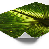 Poster "Paon" (Coin)