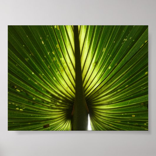 Poster "Paon" (Devant)