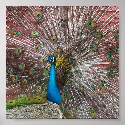 Poster Paon (Devant)