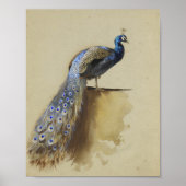 Poster Paon | Archibald Thorburn (Devant)
