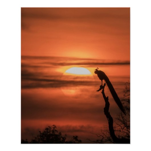 Poster Paon au lever du soleil (Devant)