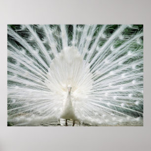 POSTER PAON BLANC