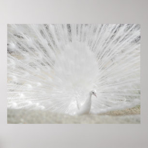 Poster Paon blanc, photographie extraordinaire