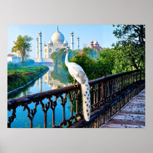 Poster Paon blanc surplombant le Taj Mahal