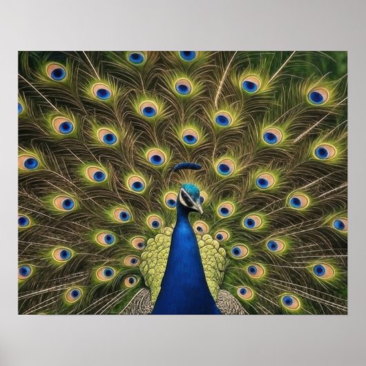 Poster Paon Bleu (Devant)