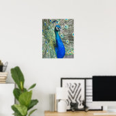 Poster Paon Bleu Magnifique Photographique (Bureau à domicile)