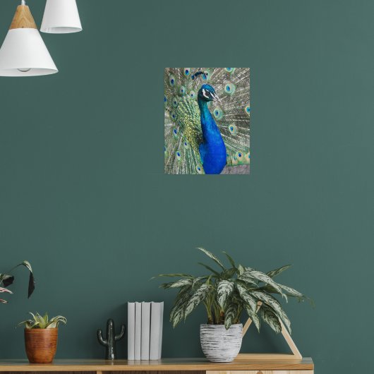 Poster Paon Bleu Magnifique Photographique (Salon 1)