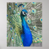 Poster Paon Bleu Magnifique Photographique (Devant)