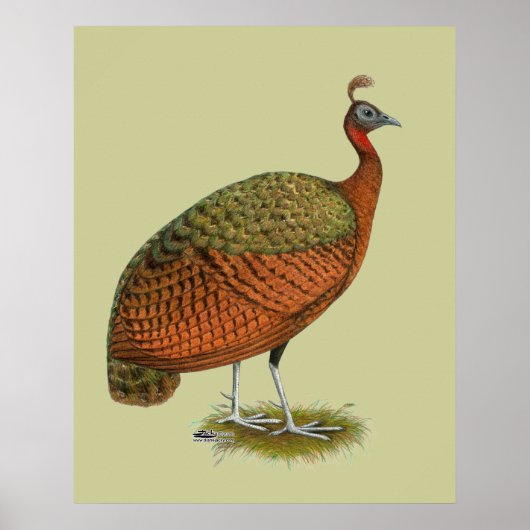 Poster Paon : Congo Peahen (Devant)