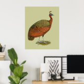 Poster Paon : Congo Peahen (Bureau à domicile)