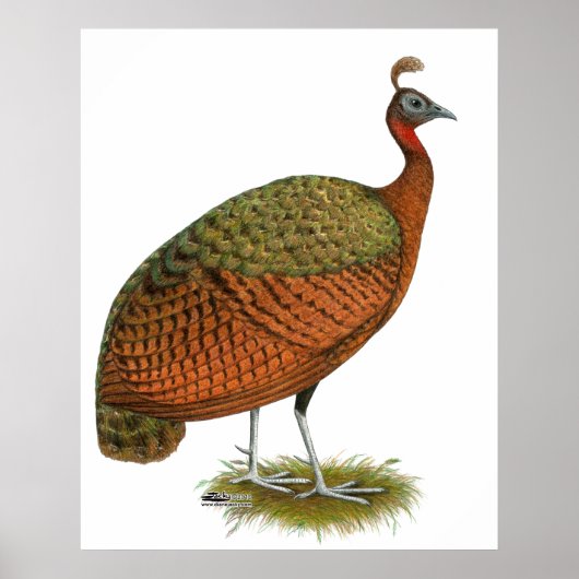 Poster Paon : Congo Peahen (Devant)