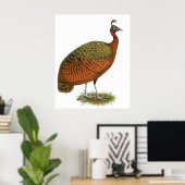 Poster Paon : Congo Peahen (Bureau à domicile)
