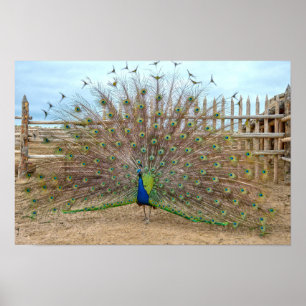 Poster Paon faisant la roue, corral de Bent's Old Fort