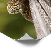 Poster Paon indien (Coin)