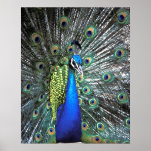 Poster Paon magnifique déployant des plumes colorées