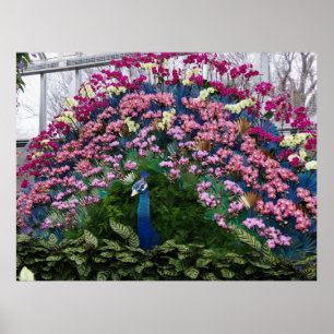 Poster Paon Orchidée