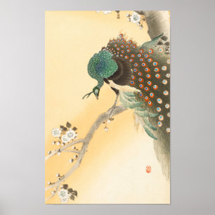 Poster Paon sur arbre à fleurs de cerisier par Ohara Koso